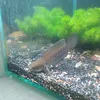 trungnuoica