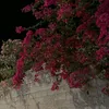 co_co_990