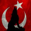 bozqurd275