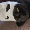 nastik_4746