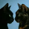 amourdechats5