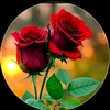 redrose68062