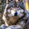 crazy.wolf582