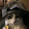 im.cat7