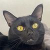 notyoutaveragecat