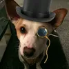 Alfie Superstar