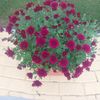 aman59389