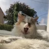 aiko_depuydt135