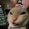 nustin_31