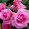 maltmnehlce