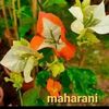 edie.tabunan