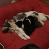 kittyandhispack