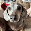 karen_doxies