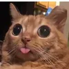applebottomjnss