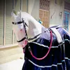 sajid.tanveer8