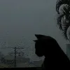 jhonvideossuit