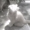 karukuoo