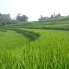 naryamulyadi20