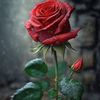 rosa33113