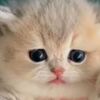 little.girl........22