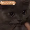 bigcat905