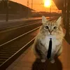 nedsk1ll