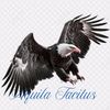 aquilatacitus