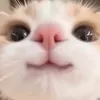 rabimelody