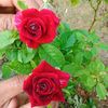 user1345061382416