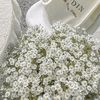 seravina_ror
