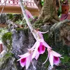 hoapgonglan55