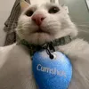 mxntolshadxw