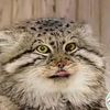 invincible.manul