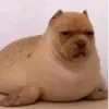 mi.zapa.tiko0.bienbonito