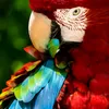 iloveparrots1990