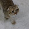 amaniscats