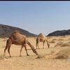 iill_466