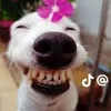 bongxink10