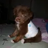 skwkfjb