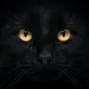 elgatocantaroma