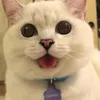 meow060_