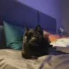 gamer_cat584848