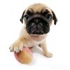 historiaspug64