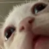 andriryjz33