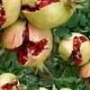 choudhary.shahbaz66