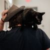 dan.jr.the.cat