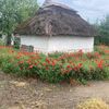 alexsandr5061