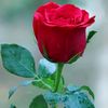 user852148741