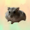 chomisiowio