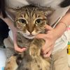 wei_wei_threecats
